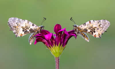 Macro shots, Beautiful nature scene. Closeup beautiful butterfly sitting on the flower in a summer garden.
