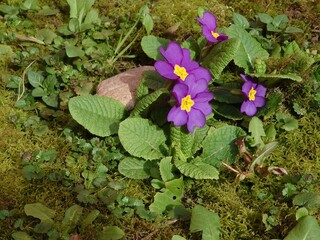 Blumen im Frühling
