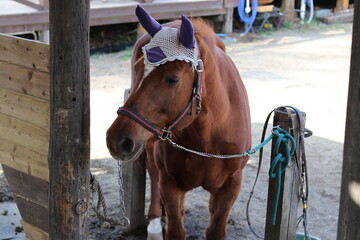 Fototapeta premium Beautiful Horse in Makaino farm, Fujinomiya, Shizuoka, Japan
