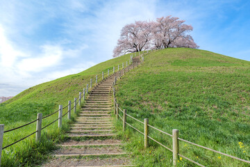 墳丘と満開の桜　さきたま古墳公園　埼玉県行田市　3月