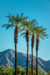 Fototapeta na wymiar Palm trees and desert mountain in Palm Springs, California