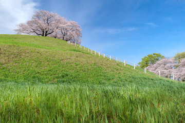 墳丘と満開の桜　さきたま古墳公園　埼玉県行田市　3月