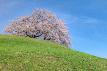 墳丘と満開の桜　さきたま古墳公園　埼玉県行田市　3月