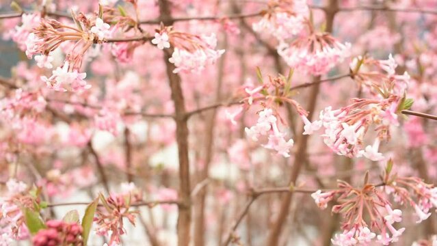 un bel cespuglio con fiori rosa in primavera, labellezza dei fiori rosa.
