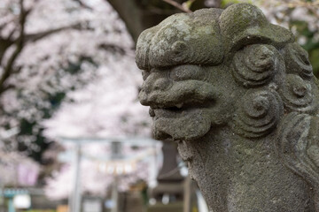 Fototapeta na wymiar 神社の境内に咲く桜　3月　埼玉県行田市前玉神社