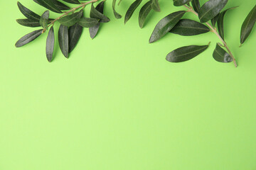 Olive twig with fresh leaves on light green background, top view. Space for text