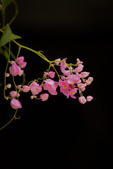Embeleze seu espaço com a delicadeza desta flor! Sua beleza singular transmite paz e harmonia....