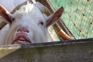 Fototapeta premium Great pose of Goat in the farm of Makaino