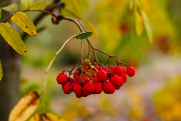 Red fruits common mountain ash or rowan ordinary ( lat. Sorbus aucuparia ) in autumn time