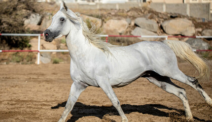 Obraz na płótnie Canvas Arabian horse