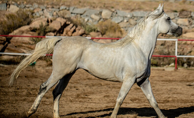 Arabian horse