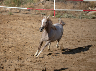 Arabian horse