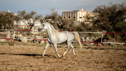 Arabian horse