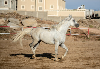 Arabian horse