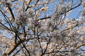 桜 sakura