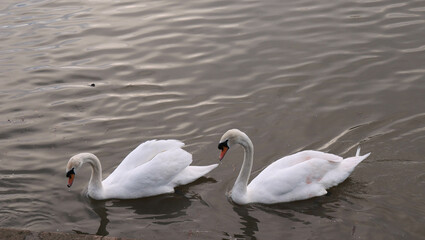 Two swans swimming in Windsor Thames river