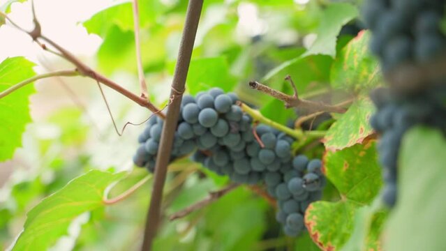 Smooth refocus from grapes in the background to blue grapes in the foreground in a vineyard.
