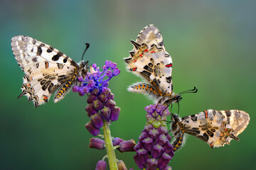 Macro shots, Beautiful nature scene. Closeup beautiful butterfly sitting on the flower in a summer garden.