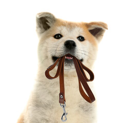 Cute Akita Inu puppy holding leash in mouth on white background