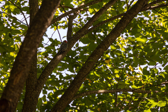 Red Bellied Woodpecker (Melanerpes carolinus) Clinging to a Tree