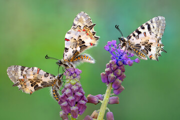 Macro shots, Beautiful nature scene. Closeup beautiful butterfly sitting on the flower in a summer garden.