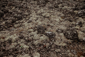 Stone texture of the rocks and moss on it
