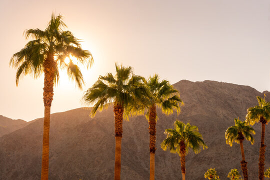 Landscape of Palm trees and desert mountain at sunset, Coachella valley, Palm Springs, California