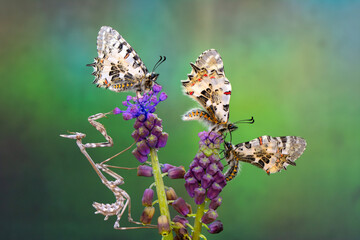 Macro shots, Beautiful nature scene. Closeup beautiful butterfly sitting on the flower in a summer garden.