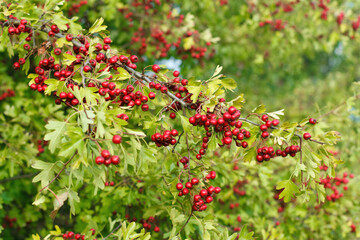 Hawthorn  bush  (Crataegus monogyna) full of red fruits