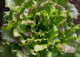 Planted curly lettuce with reddish and green tones