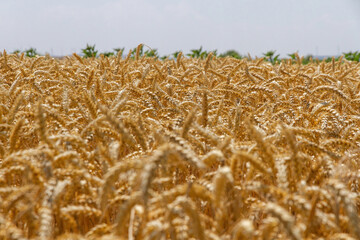  Detail of wheat crop with golden ears ready for harvest 