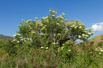 Shrub of White Umbelliferous Wildflowers and Blue Sky Background