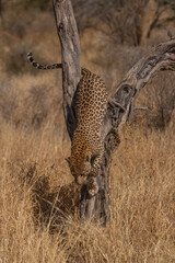 a leopard searching for prey in the grasslands of Namibia's Kalahari Desert