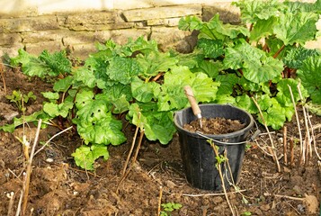 Mulching and feeding the rhubarb and raspberries.