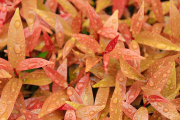 Tropical leaves with the raindrop background texture. Close-up