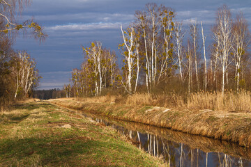 Brzozy w popołudniowym słońcu © KoLesfot