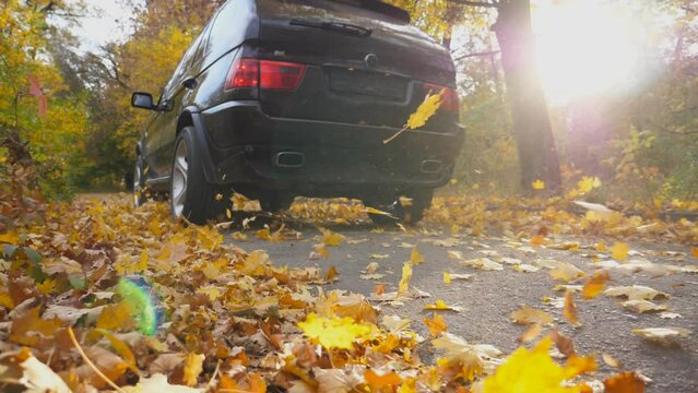 Black SUV crossing through alley with sunlight at background. Colorful autumn foliage flies out from under wheel of auto. Powerful car driving fast along an empty road over yellow leaves at park