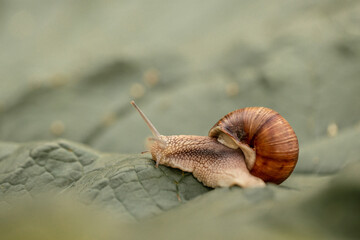 Snails in the nature. Copse snail gliding on the plant in the garden