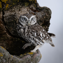 Common Owl. Athene noctua. The Czech republic.