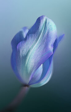BLUE IRIS FLOWER CLOSE UP, MACRO PHOTOGRAPHY, FLORAL ART