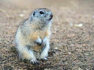 Gopher is leaned out of its hole on a lawn and looking at the camera. Waking up rodent after season hibernation. Close-up portrait of a rodent.