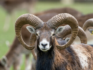 Mufflon
