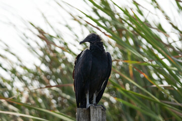 Bird Black Vulture - gallinazo de cabeza negra - Zopilote negro
