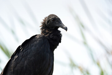 Bird Black Vulture - gallinazo de cabeza negra - Zopilote negro