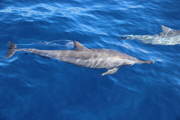 Fototapeta premium Dauphins - Ile de la réunion