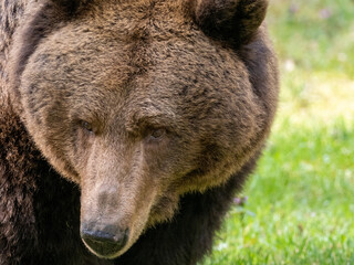 Obraz premium Braunbär
