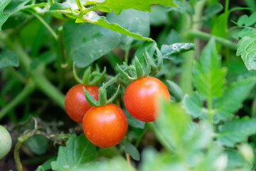 Red ripe cherry tomatoes on green background of farm tomato leaves
