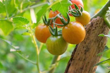 Red ripe cherry tomatoes on green background of farm tomato leaves