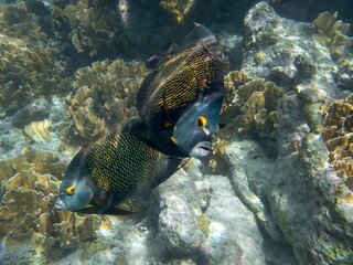 Fototapeta na wymiar pair of French angelfish, Bonaire, Caribbean, underwater