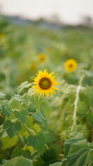 Close-up of Common Sunflower with Vibrant Yellow Petals, sunflower in the field